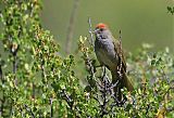 Green-tailed Towheeborder=